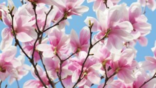 シャクナゲ 石楠花 ツツジの蜜を吸うときには要注意 S U Z U N O S A N C O M