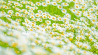 1月5日の誕生花 雪割草 ミスミソウ クロッカス S U Z U N O S A N C O M 1月5日の誕生花 雪割草 ミスミソウ クロッカス S U Z U N O S A N C O M