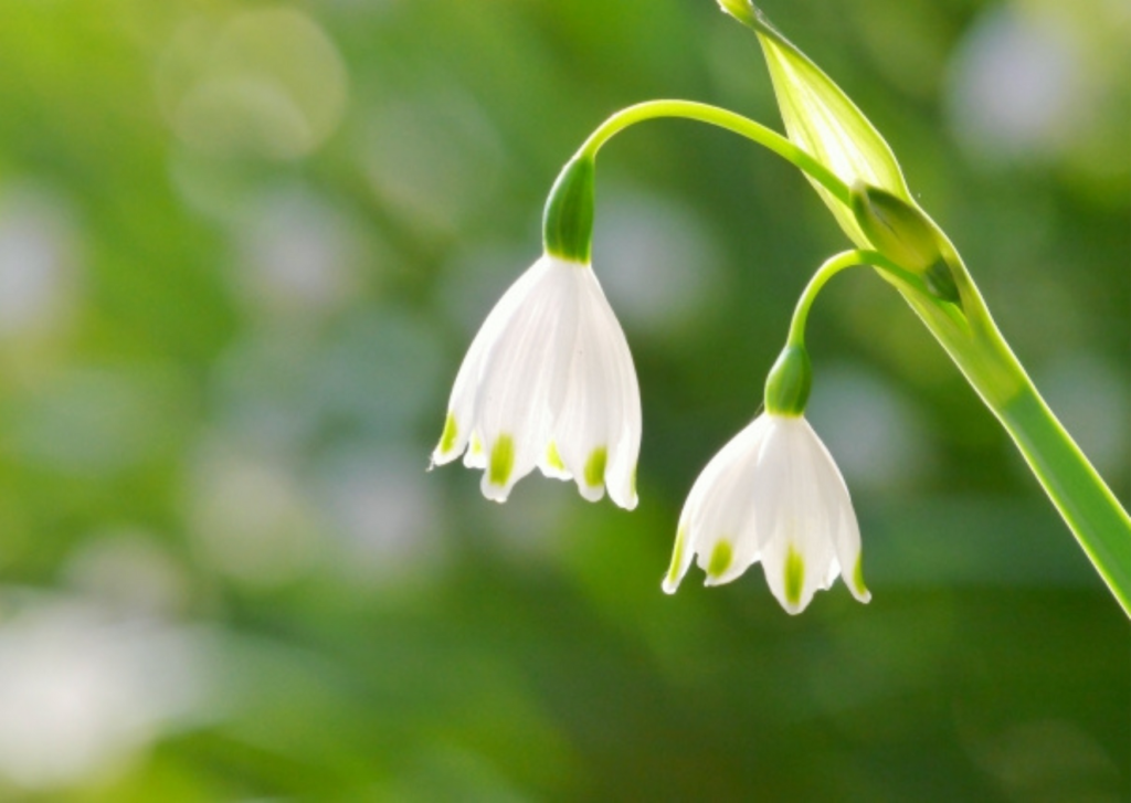 危険な毒性の強いお花７選 対処法 そのお花だいじょうぶ S U Z U N O S A N C O M