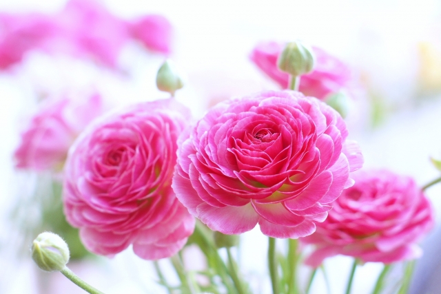 ３月２日の誕生花 ラナンキュラスの花言葉と花にまつわるお話 S U Z U N O S A N C O M